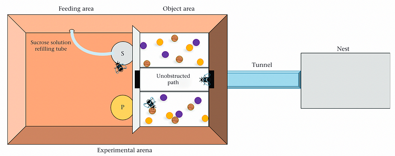 Bees interacting with moving balls