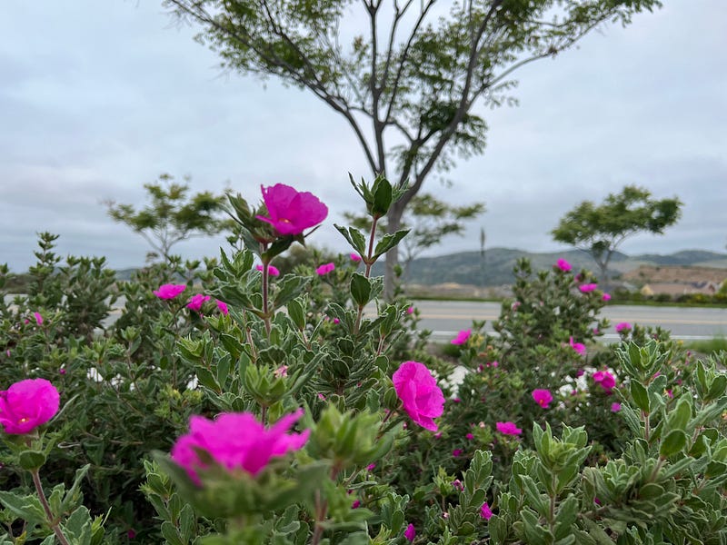 Scenic view along a hiking trail