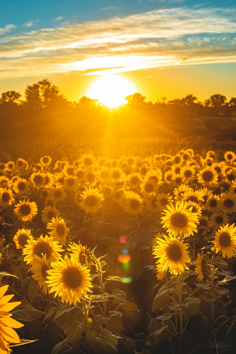 A radiant sun illuminating nature's beauty