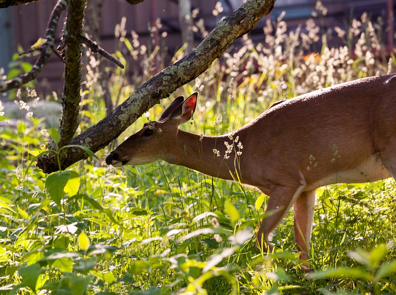 White-tailed deer in a meadow.